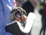 Romania, te iubesc : Caini de milioane de euro. Cat de profitabil e sa iubesti animalele in Romania