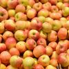 Recolta bogata: productia de mere din 2013 aduce in economie 330 mil. euro. Romania, al 7-lea producator din Europa. Idei de afaceri mici, dar de succes
