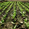 Bio, avantajul Romaniei. Dupa ce a fost desemnata tara anului la Nurnberg, ministerul vrea sa aloce 100 mil. euro pentru cine vrea sa cultive astfel