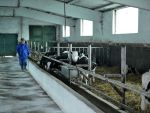 Ministrul Agriculturii: Cresterea vacilor pentru carne este o afacere buna in Romania