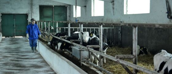 Ministrul Agriculturii: Cresterea vacilor pentru carne este o afacere buna in Romania