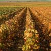 Ioana Basescu pariaza pe agricultura. A investit 1,3 mil. euro in 300 hectare din Calarasi