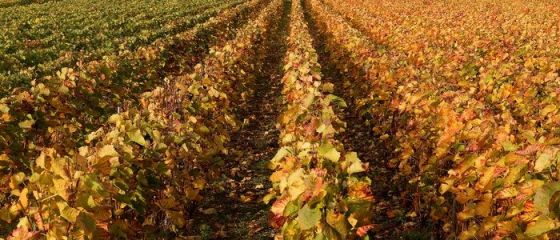 Ioana Basescu pariaza pe agricultura. A investit 1,3 mil. euro in 300 hectare din Calarasi