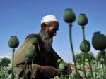 Suprafetele cultivate cu opiu au atins un nivel record in 2013, in Afganistan