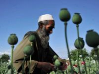 Suprafetele cultivate cu opiu au atins un nivel record in 2013, in Afganistan