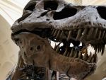 Dinozaurii giganti din Argentina pot fi admirati, timp de trei luni, la Bucuresti