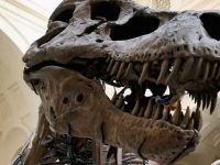 Dinozaurii giganti din Argentina pot fi admirati, timp de trei luni, la Bucuresti