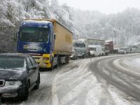 
	Un arbore putin cunoscut la noi ar putea ajuta traficul de cosmar din timpul iernii. Mai mult, poate fi folosit si pe post de combustibil
