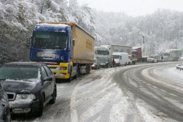 Un arbore putin cunoscut la noi ar putea ajuta traficul de cosmar din timpul iernii. Mai mult, poate fi folosit si pe post de combustibil