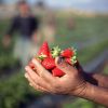 Producatorii de capsuni au amanat culesul ca sa obtina un pret mai bun. In loc sa faca proft, sunt pe pierdere pentru ca s-au trezit prea multi in piete