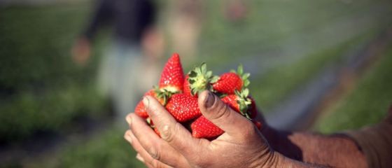 Producatorii de capsuni au amanat culesul ca sa obtina un pret mai bun. In loc sa faca proft, sunt pe pierdere pentru ca s-au trezit prea multi in piete