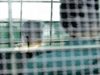 Patru imigranti clandestini si-au cusut gurile in semn de protest fata de situatia lor in Italia