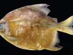 Atac al pestilor piranha in Argentina: 60 de persoane au fost ranite