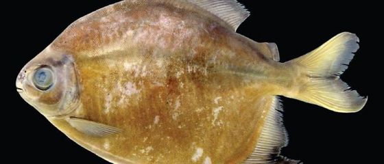 Atac al pestilor piranha in Argentina: 60 de persoane au fost ranite