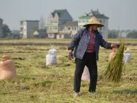 Aproape o cincime din suprafata arabila a Chinei, prea poluata pentru a fi cultivata. Ingrijorari ca urmare a informatiilor privind recolte contaminate