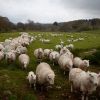 Chinezii se tin de promisiunile facute anul trecut: vor sa cumpere 25 mil. de oi si porci din Romania. Fermierii nu pot face fata cererii