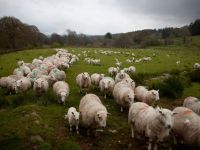 
	Chinezii se tin de promisiunile facute anul trecut: vor sa cumpere 25 mil. de oi si porci din Romania. Fermierii nu pot face fata cererii
