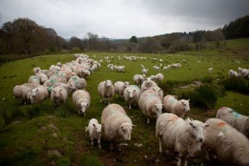 Chinezii se tin de promisiunile facute anul trecut: vor sa cumpere 25 mil. de oi si porci din Romania. Fermierii nu pot face fata cererii