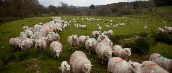 Chinezii se tin de promisiunile facute anul trecut: vor sa cumpere 25 mil. de oi si porci din Romania. Fermierii nu pot face fata cererii