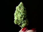 Statul american New York legalizeaza marijuana, dar doar in scopuri medicale