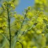 Efectele primaverii din ianuarie. Agricultorii: Productia este compromisa. Iar pomii nu vor ajunge sa rodeasca