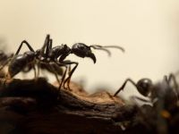 NASA a trimis 800 de furnici in spatiul cosmic, pentru a le studia comportamentul
