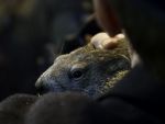 Marmota Phil si-a vazut umbra. Iarna va dura inca sase saptamani in SUA