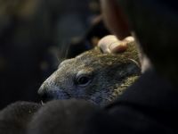Marmota Phil si-a vazut umbra. Iarna va dura inca sase saptamani in SUA