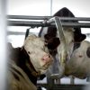 Chinezii, interesati de fermele si fabricile de lactate de la noi