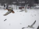 Cea mai scazuta temperatura din acest an, inregistrata la Miercurea Ciuc