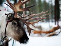 
	Rusia va avea echipe de salvare dotate cu reni, camile si magari
