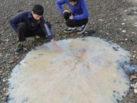 
	O meduza uriasa, descoperita pe o plaja din Australia
