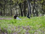 Vreme prea calda pentru mijlocul lui februarie. Temperatura de azi, record pentru ultimii 50 de ani