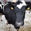 Reprofilare pe piata crescatorilor de animale. Baltata romaneasca, data pe rasele din Scotia si Argentina