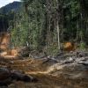 Avem paduri doar pe hartie. Peste 70 de hectare de stejari lipsesc cu desavarsire, desi autoritatile au alocat 2 mil. lei pentru plantarea lor