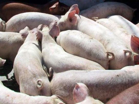 ANSVSA atentioneaza asupra riscului de pesta porcina africana in Romania, care poate produce mari pierderi economice crescatorilor de animale