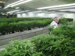 In prima luna de la legalizarea marijuanei, statul Colorado a incasat 2 mil. dolari din taxe, iar vanzarile au depasit 14 mil. dolari