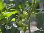 Sprijin pentru fermieri. UE va ajuta micii producatori sa intre pe piata hipermarketurilor