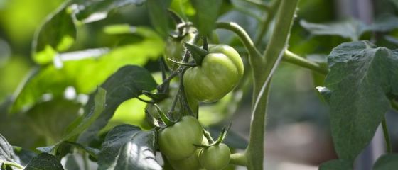 Sprijin pentru fermieri. UE va ajuta micii producatori sa intre pe piata hipermarketurilor