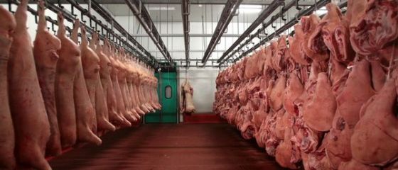 China vrea sa importe cereale si 500.000 de ovine din Romania, posibil si produse lactate in viitor