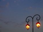 Copacii bioluminiscenti vor inlocui iluminatul stradal in viitorul apropiat
