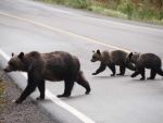 CNADNR a gasit vinovatii pentru lipsa de autostrazi: berzele, ursii, liliecii si cimitirele. Aventurile administrative ale ministrului Transporturilor