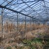 Cum au ajuns serele Codlea, candva mandria horticulturii romanesti, raiul hotilor de fier vechi