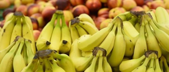 Productia mondiala de banane, evaluata la 9 mld. dolari, pusa in pericol de extinderea unei ciuperci din Asia