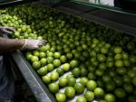 Noul aur al Mexicului. Produsul care se scumpeste cu 50% in fiecare luna