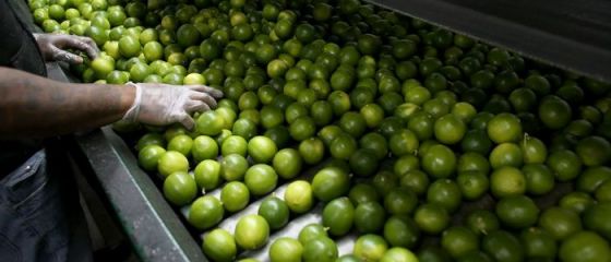 Noul aur al Mexicului. Produsul care se scumpeste cu 50% in fiecare luna