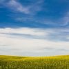 Pariu castigat pentru agricultorii care anul acesta au decis sa cultive rapita. Profitul variaza intre 1.000 si 1.500 de lei, la hectar