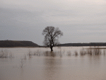 Viitura pe raul Vedea. Cod rosu de inundatii in 14 localitati din judetul Teleorman