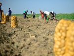 Trei milioane de romani apar in statistici ca ocupati, dar nu sunt angajati nicaieri, ce au facut strainii cu dreptul de a cumpara terenuri in Romania si comisioanele practicate de banci pentru internet si mobile banking