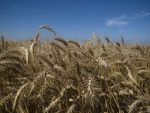 Afacerile Comcereal Vaslui, companie detinuta de Adrian Porumboiu, in crestere cu 17%